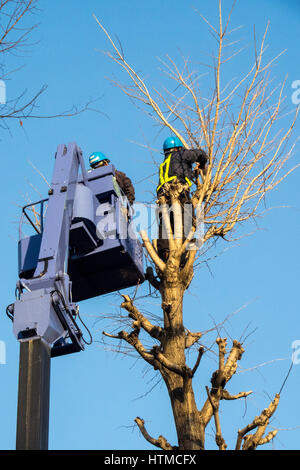 Two men high up on a cherry picker lopping a tree. Stock Photo