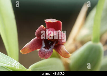 Maxillaria variabilis Stock Photo