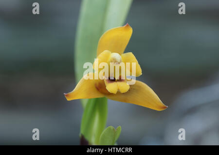 Maxillaria variabilis var. lutea Stock Photo