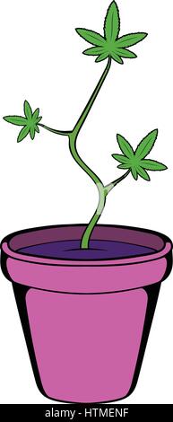 Cannabis (marijuana) seedling growing in pot Stock Photo: 79149074 - Alamy