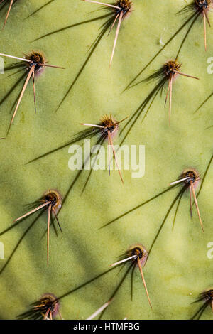 Closeup of prickly pear cactus. Stock Photo