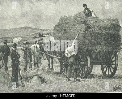 Irish Land League: In 1880 Parnell began campaign of social ostracism. Captain Boycott, agent for Lord Erne's Mayo estates, was one of the first victims. Boycott's crops being harvested by Orangemen volunteers protected by troops, 1880. Stock Photo