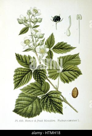 European Dewberry (Rubus caesius) Sprig of flower and flower buds and details of fruit and flowers. Close relative of the Blackberry, Dewberries are common across the Northern Hemisphere. From Amedee Masclef 'Atlas des Plantes de France', Paris, 1893. Stock Photo