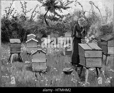 Apiary of wooden hives, Lismore, Ireland. Woman in protective veil using bellows to puff smoke into hive to render bees less aggressive before opening the hive. Engraving from 'The English Illustrated Magazine', London, 1890 Stock Photo