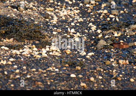 Sea Shells on the sea shore Stock Photo
