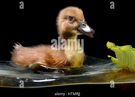 Little baby of duck relaxing in the water photo with studio flash lighting. Stock Photo