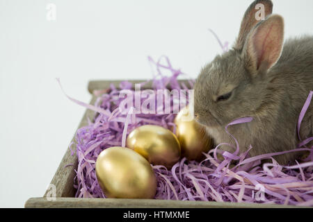 Close-up of golden Easter eggs with Easter bunny in crate on white background Stock Photo