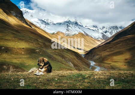 Caucasian Shepherd dog sit on the top of a hill against Enguri river gorge and Shkhara mountain. Greater Caucasus Mountains Range on the background. S Stock Photo