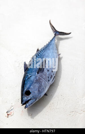 Freshly caught tuna in the sand. Zanzibar, Tanzania Stock Photo