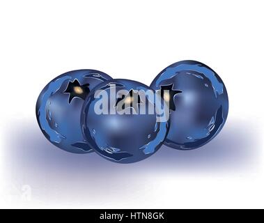 Blueberries on white background Stock Vector