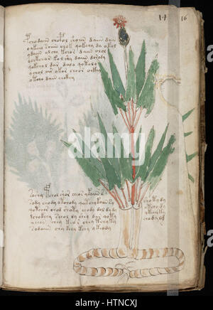 The Voynich Manuscript is a mysterious and undeciphered manuscript ...