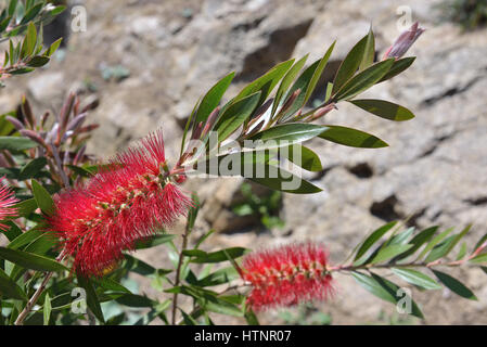 Red Bottle Brush flowers under sun Stock Photo