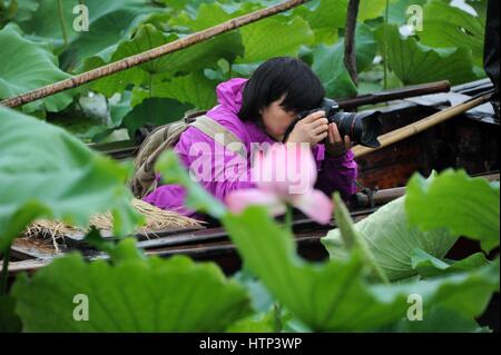 Beijing, China's Jiangsu Province. 26th June, 2015. Liang Xuefang takes photos of lotus for inspiration in Suzhou, east China's Jiangsu Province, June 26, 2015. Liang Xuefang is famous for her creative embroidery works on traditional Chinese subjects, including the masterpiece 'The Charm of Lotus' which was collected by the British Museum in 2013. Credit: Yao Yongqiang/Xinhua/Alamy Live News Stock Photo