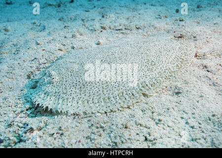 Red Sea Moses sole, Speckled Sole or Finless sole (Pardachirus marmoratus) on the sandy bottom, Red sea, Dahab, Sinai Peninsula, Egypt Stock Photo