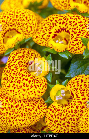 Calceolaria 'Dainty Yellow Spots' pocketbook plant, slipperwort Stock Photo