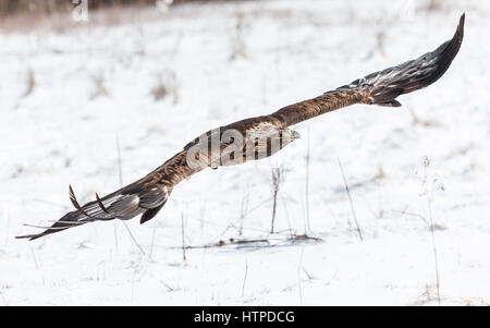 A mature Golden Eagle (Aguila chrysaetos) in flight at a bird of prey sanctuary in Southwestern Ontario, Canada. Stock Photo