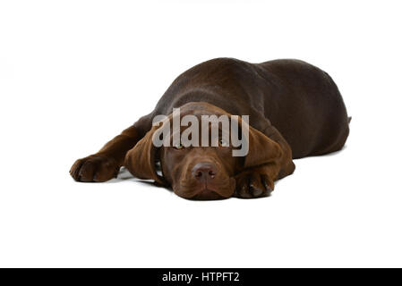 A brown or 'Chocolate' Labrador Retriever puppy dog lying down on white background Stock Photo