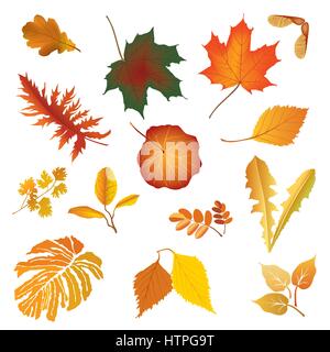 Nature fall leaf icon set Herb floral sign Autumn leaves season isolated Stock Vector