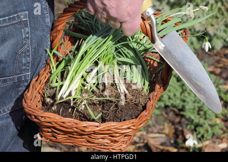 Dividing snowdrops. Snowdrops lifted in the green ready for dividing. UK Stock Photo