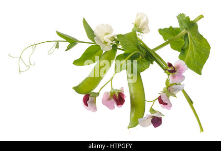 peas plant with flowers and pods  isolated on white Stock Photo