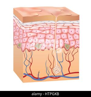 Human skin structure. 3d anatomy of the epidermis. Vector illustration isolated on white background. Stock Vector