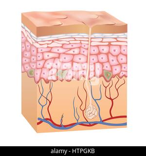 Human skin structure. 3d anatomy of the epidermis. Vector illustration ...