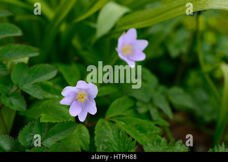 anemone nemorosa robinsoniana, blue,flowers, flower, flowered, wood, woodland,woods, shade, shady, shaded, plant, RM floral, Stock Photo