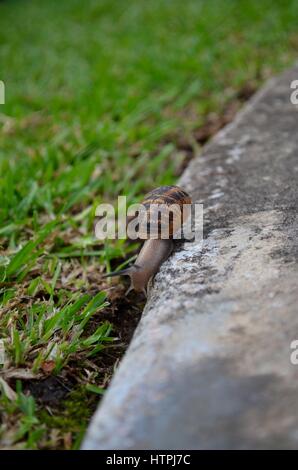Common garden snail negotiating the divide between concrete and grass Stock Photo