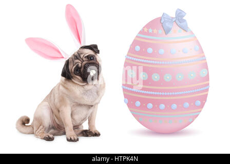 funny pug puppy dog with bunny ears diadem sitting next to big pastel pink easter egg, isolated on white background Stock Photo