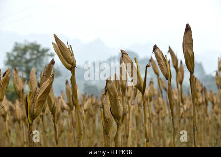 Corn field, drying stalks with husk, Zea mays, Poaceae family, moddy sky, Bac Ha vicinity. Stock Photo