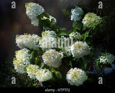 large flowered Bush white paniculata hydrangeas in the summer Stock Photo