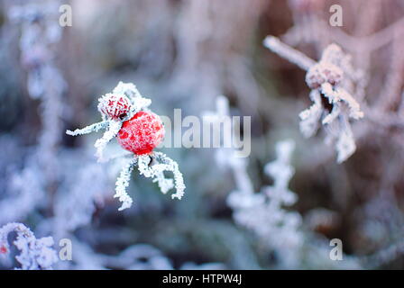 frosty rosehip in winter Stock Photo