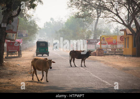 SRIMANGAL, BANGLADESH - FEBRUARY 2017: Cows between the traffic on the streets of Srimangal in Bangladesh Stock Photo