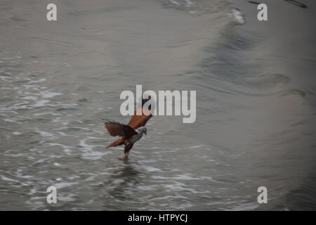 A Brahminy Kite eagle in Sundarbans national park in Bangladesh Stock Photo