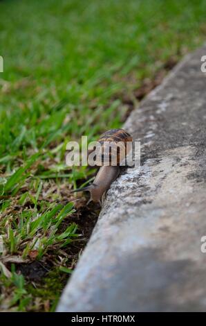 Common garden snail crossing from concrete to grass Stock Photo