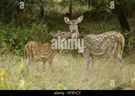 Female spotted or axis deer (chital) and fawn in Sasan Gir (Gir Forest), Gujarat, India Stock Photo