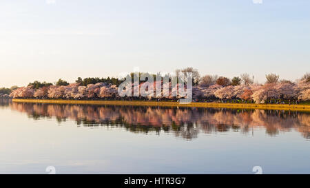 Cherry blossom in Washington DC. Beautiful Japanese cherry trees in full bloom around Tidal Basin in the spring. Stock Photo