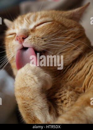 ginger cat washing paw Stock Photo