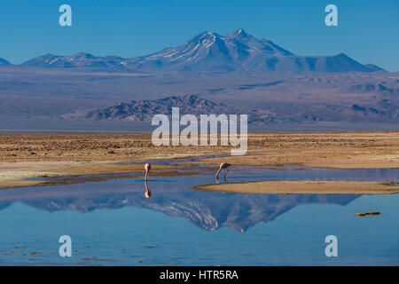 Reserva Nacional Los Flamencos near Atacama, Antofagasta Region, North Chile Stock Photo