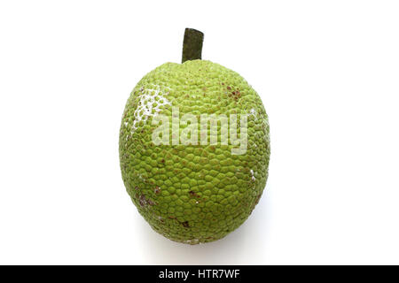 Fresh Breadfruit or  Breadnut or also known as Artocarpus altilis isolated against white background Stock Photo