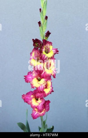 Blooming Gladiola flowers isolated against grey background Stock Photo