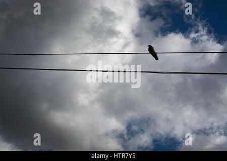 Lonely bird on telephone line in Mallorca, Balearic islands, Spain in February. Stock Photo