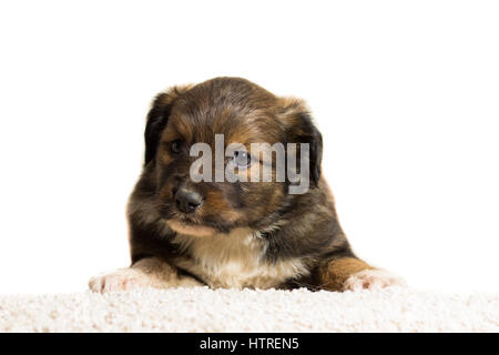 Little puppy folded his paws on the carpet, isolated on white Stock Photo