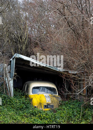 Derelict yellow 1950s Standard Ten car in collapsed shed and with creeper vine overgrowing it. St Bathans, Central Otago, Manitoto, New Zealand Stock Photo