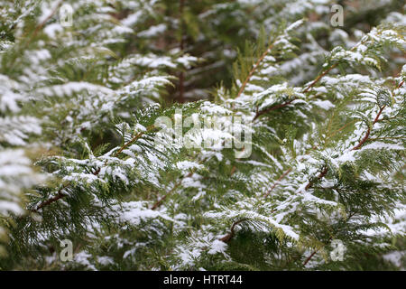 Fresh snow on spruce branches Stock Photo