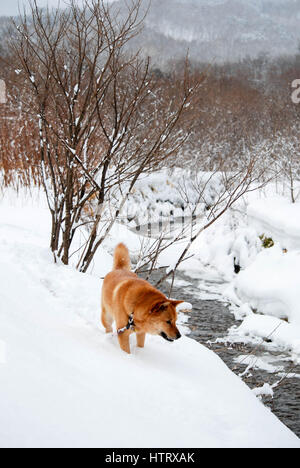 15+ Jindo Dog Brown Background