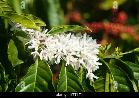 Coffee tree with white coffee flower on cafe plantation, cafe is main plant at basalt soil like Bao Loc, Lam Dong, Viet Nam, and coffee is Vietnam Stock Photo