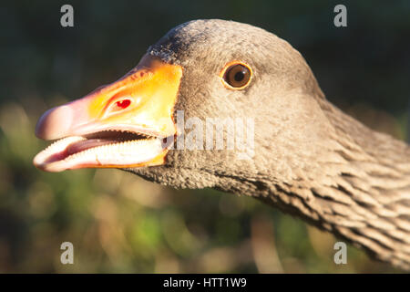 Portrait of a Greylag Goose, WWT Slimbridge, Gloucestershire, England, UK. Stock Photo