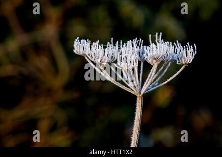 Frost on a dead umbellifer seed head, Gloucestershire, England, UK. Stock Photo