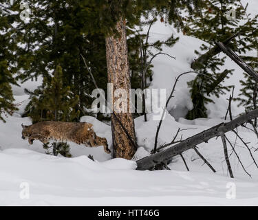 Bobcat near Madison River in Yellowstone Natcional Park. Stock Photo